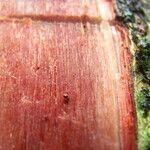 Antidesma laciniatum Кора