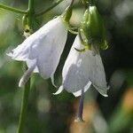 Adenophora liliifolia Flower