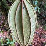 Blakea costaricensis Leaf