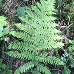 Dryopteris carthusiana Hoja