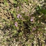 Erodium cicutarium Цветок