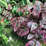 Begonia brevirimosa Habit