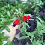 Cuphea llavea Flower