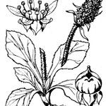Micranthes hieraciifolia
