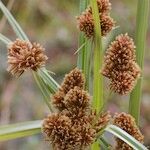 Cyperus glomeratus Фрукт