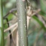 Montanoa hibiscifolia چھال