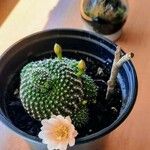 Rebutia minuscula Flower