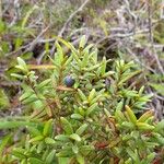 Uromyrtus baumanii Fruto