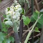 Clematis integrifolia Lapas