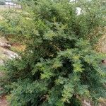 Vachellia sieberiana Folio