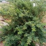 Vachellia sieberiana Blad