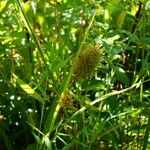 Carex squarrosa ফল