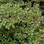Cotoneaster microphyllus পাতা