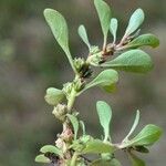 Lythrum portula Leaf