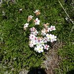 Androsace villosa Květ