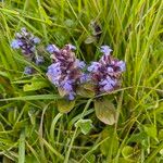 Ajuga pyramidalisЦвят