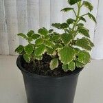 Plectranthus madagascariensis Лист