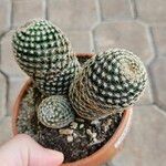 Mammillaria matudae Blatt