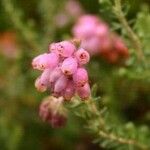 Erica tetralix Flor