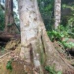 Pentaclethra eetveldeana Bark