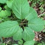 Panax quinquefolius Blatt