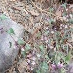 Philibertia parviflora Habit