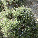 Lithodora hispidula Habit