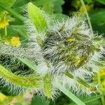 Hieracium villosum Flower
