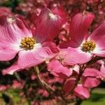 Cornus floridaKwiat