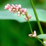 Persicaria maculosa फूल