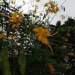 Caesalpinia pulcherrima Blomma