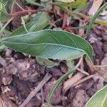 Oenothera macrocarpa পাতা