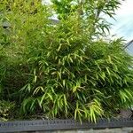 Pleioblastus viridistriatus 整株植物