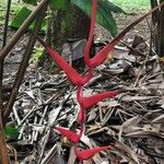 Heliconia trichocarpa Flor