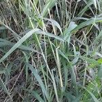 Panicum maximum その他の提案