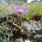 Aster alpinus Агульны выгляд