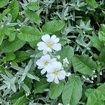 Cerastium tomentosumফুল