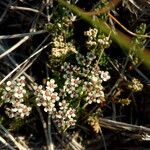 Caropsis verticillatoinundata Floare