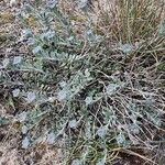 Alyssum serpyllifolium Hábito