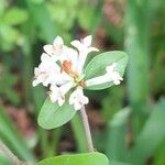 Ligustrum obtusifolium Flower