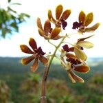 Dendrobium finetianum Fruit