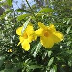 Allamanda catharticaFlower