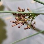 Juncus inflexusFruto