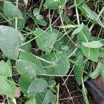 Lathyrus aphaca Blad