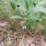 Hemipilia cucullata Blüte