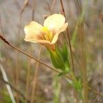 Schultesia guianensis Fleur