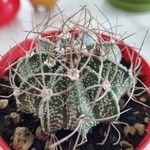 Astrophytum capricorne 形態