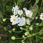 Stellaria holosteaFlor