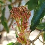 Photinia serratifolia Kvet