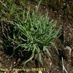 Poa molinerii Habitat